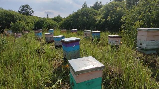 Пчёлы на подсолнухе смотреть онлайн