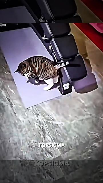 1 + How are they so strong 💀 #shorts #usa #edit #animals #cat смотреть онлайн