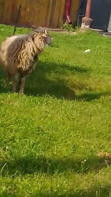 баран смотреть онлайн