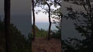 Звуки цикад. Чёрное море