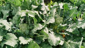 Огородные работы 5 августа все заполонил бурьян! Дожди и холодно как осенью.