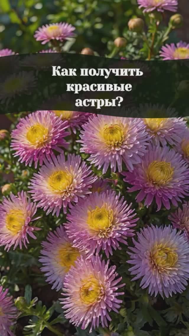 Удобрения Bona Forte