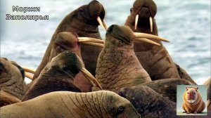 Моржи. #документальный фильм
