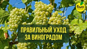 Правильный уход за виноградом