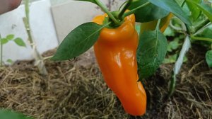 Перец сладкий Оранжевое наслаждение F1