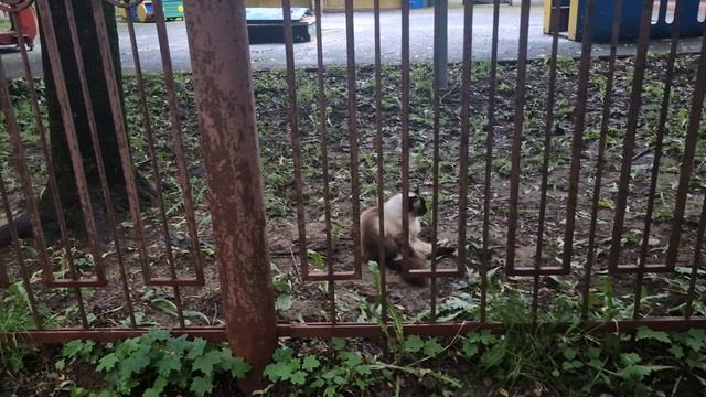 Киса ходит в садик