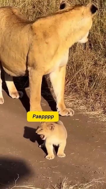 день жизни Африки