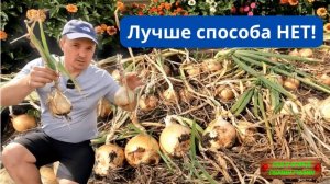 Лучший способ выращивания лука- равных ему нет! А это урожай с него!!!