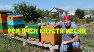 Проверяю Рои спустя месяц