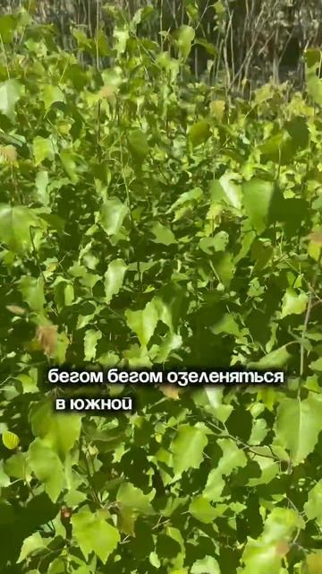 Береза Жакмана