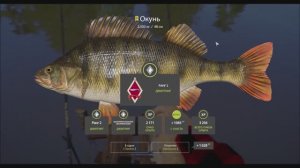 Окунь, трофейная рыба на отводной поводок, река Вьюнок, игра Русская Рыбалка 4