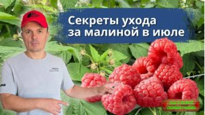 Ягода на малине будет крупной и сладкой- что делаем в июле!!!