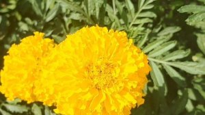 Цветы в августе.