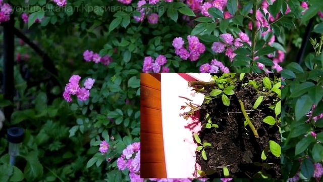 Как оживить розу присланную по почте, наш опыт. Плетистая голубая роза смотреть онлайн