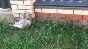 Мопеды сериал | Серия 1458