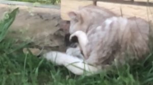 Мопеды сериал | Серия 1450