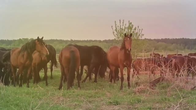 Тяжело в деревне смотреть онлайн