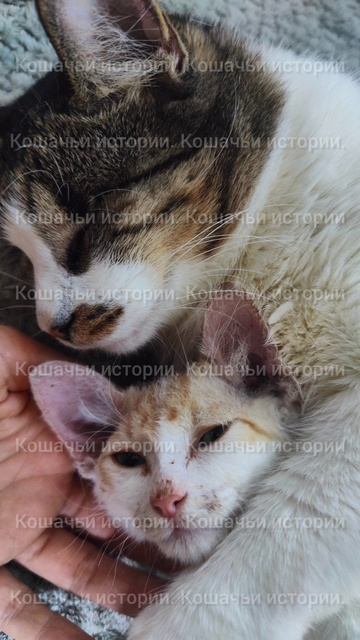 Кошачьи истории