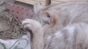 Мопеды сериал | Серия 1501