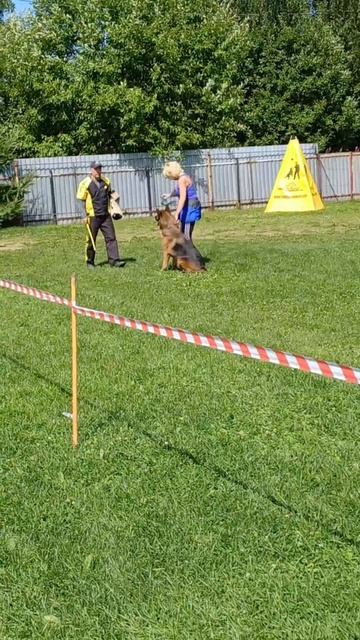 1 Оч/хор NOX fom Grunen Stadt +0+ №8. КЧК РЫБИНСК 19 июля`25 Моно немецких овчарок