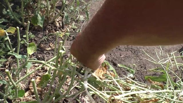 Сбор семян брюквы