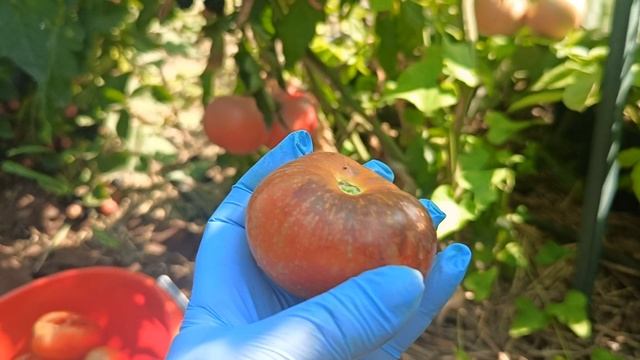 Томаты Тёмная Галактика, Микадо розовый, Оранжево-синий. 07.08.25 г.