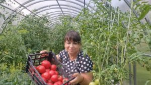 Собираю помидоры. Любимые сорта.  Заготовки на зиму. Выращиваю огуречный ковер. Жизнь в деревне.