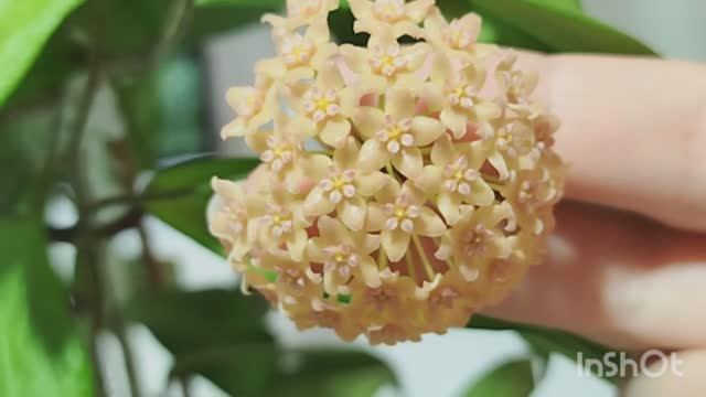 ‼️Растущие в тени: 3 сорта хой, которым не нужно солнце.💕