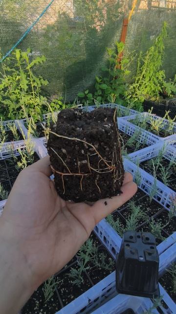 Как развивается корневая у Можжевельника Скай Роккет? смотреть онлайн