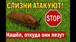 Слизни атакуют! Откуда они берутся и как я их уничтожил      #слизни #борьбасослизнями #садоводство