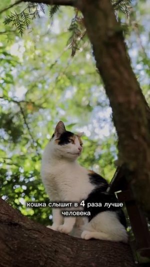 ИНТЕРЕСНЫЕ ФАКТЫ О ЖИВОТНЫХ - КОШКИ