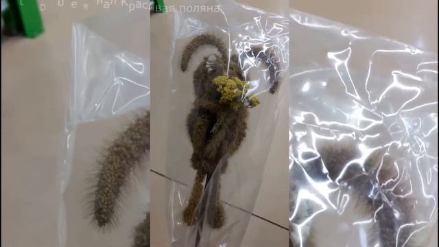 Как сделать зайца своими руками из злаковых культур, есть идея/ Crafts hare смотреть онлайн