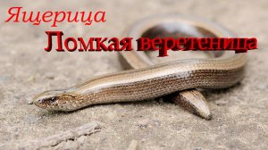 Ломкая веретеница (Ящерица. Вид безногих ящериц из семейства веретеницевых)