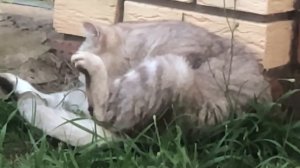 Мопеды сериал | Серия 1452