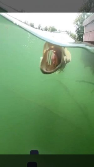 Щука жрет 🎣