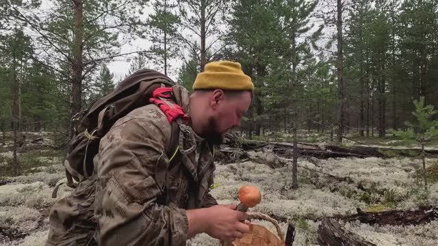 ЗАГЛЯНУЛ В ЛЕС А ТАМ. СБОР ГРИБОВ В ДИКОЙ ПРИРОДЕ. В ЛЕС ЗА СЪЕДОБНЫМИ ГРИБАМИ. НАШЕЛ ИХ В ЛЕСУ смотреть онлайн