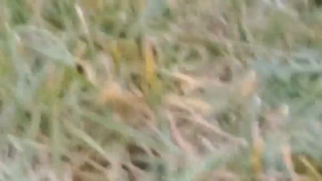 Мопеды сериал | Серия 1508