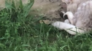 Мопеды сериал | Серия 1447