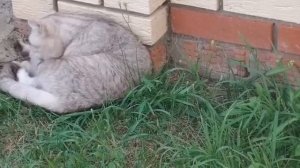 Мопеды сериал | Серия 1470