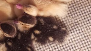 32е сутки у утки. Утята вылупились. Переселение утят с мамой- уткой в отдельный выгул.