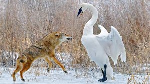 КОЙОТ — Бесстрашие ВОЛКА и Хитрость ЛИСЫ! Агрессивный БАНДИТ-одиночка!