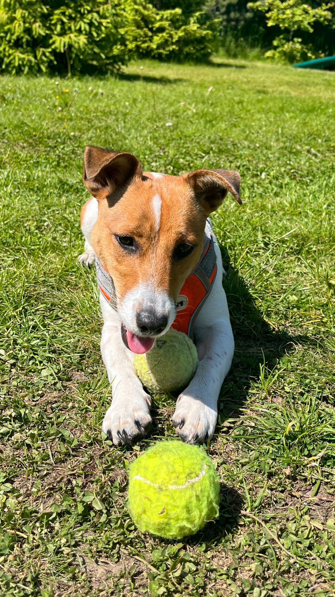 Джек-рассел-терьер Бонни и Клад