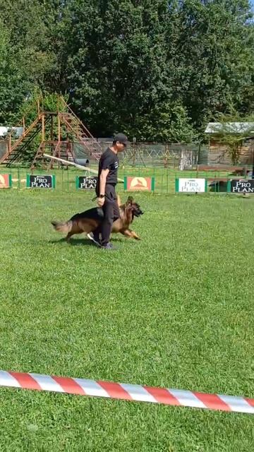 1 Отл. КЧК УРАЛ ф. Рус Хаус Траум +++ №40. КЧК РЫБИНСК 19 июля`25 Моно немецких овчарок