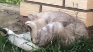 Мопеды сериал | Серия 1457