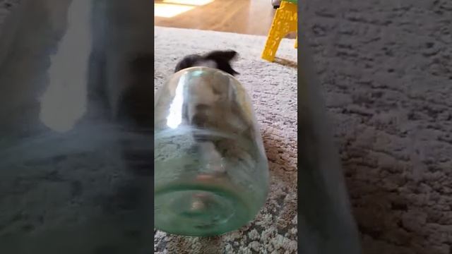 банка и кошка