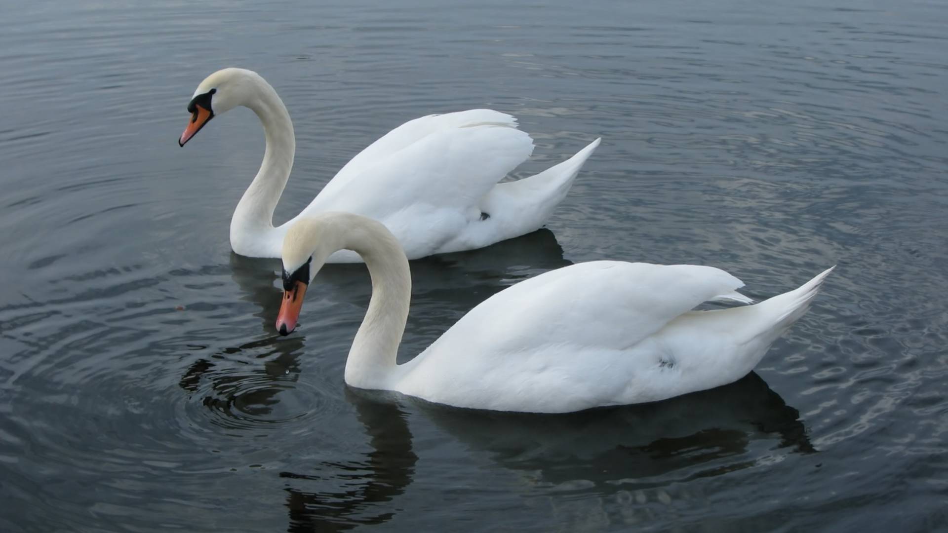 Лебединые пары и их гнёзда на озере и Финском заливе смотреть онлайн