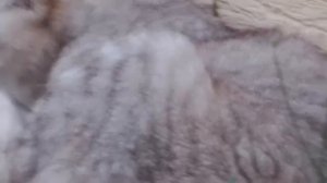 Мопеды сериал | Серия 1512