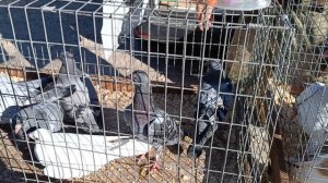 03.08.25 Малоярославец # Рынок голубей #