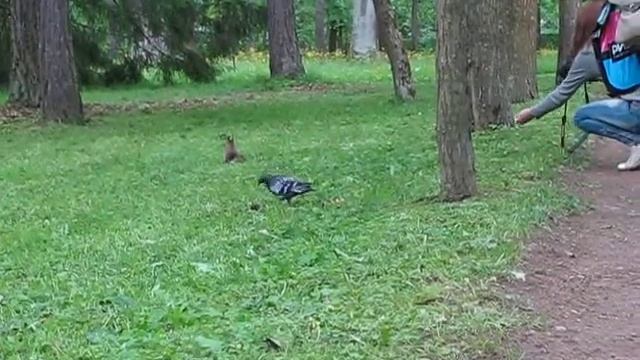 Белка и наши девчонки. смотреть онлайн