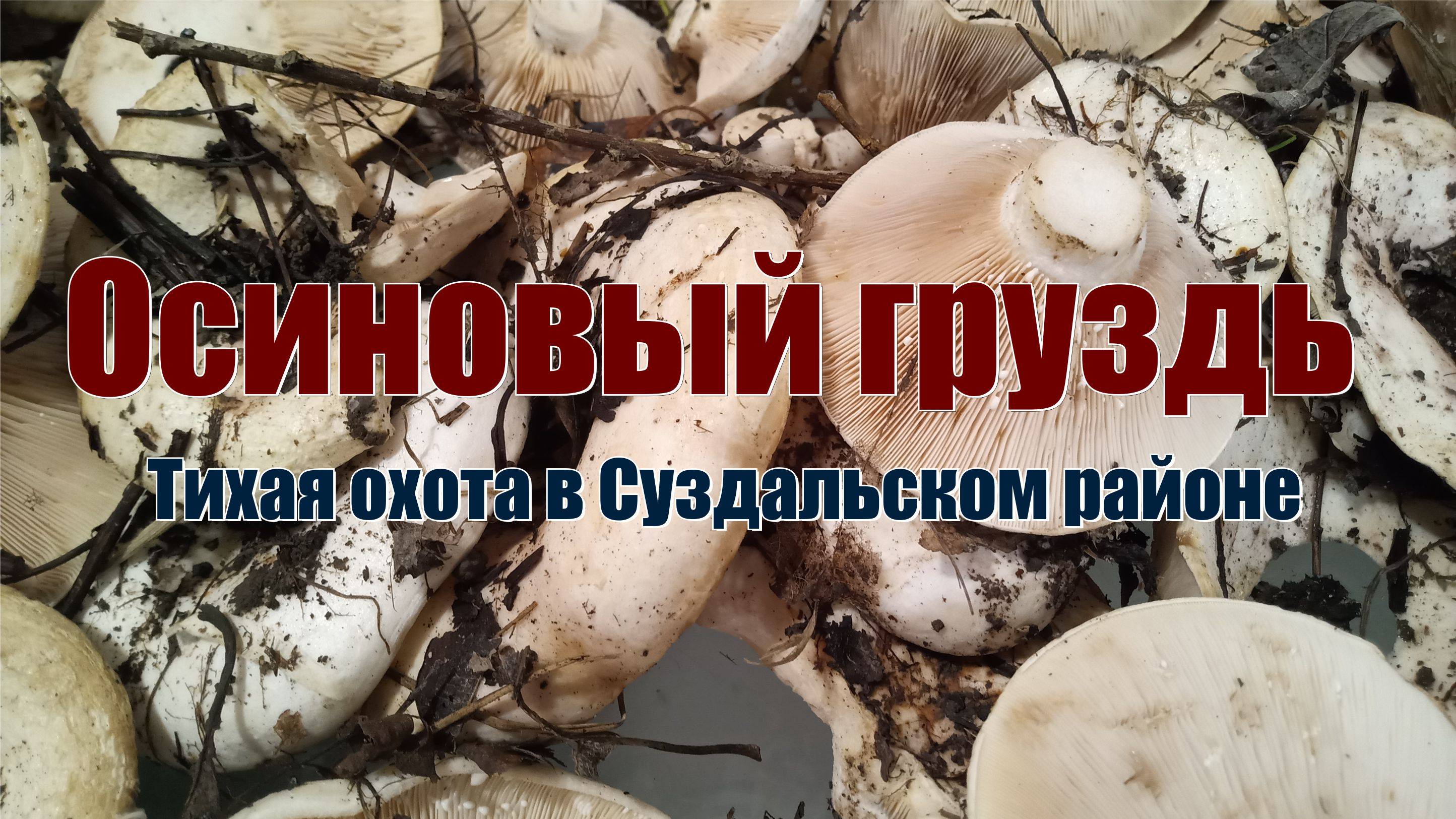 За осиновым груздем. смотреть онлайн